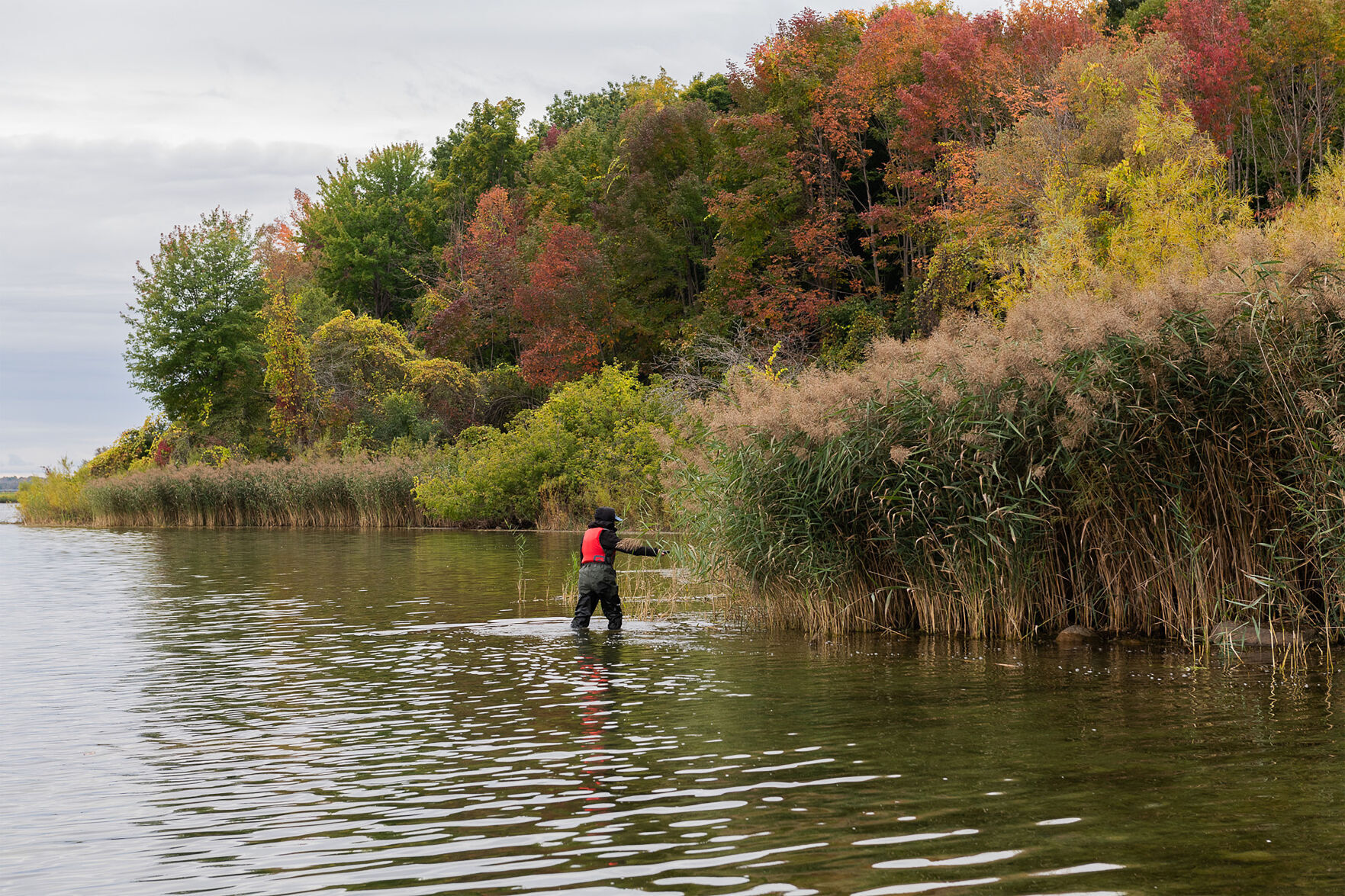 Phragmites